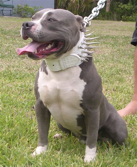 However, the american pitbull terrier originated in england and was. The American Pitbull Registry does accept a merle coat ...