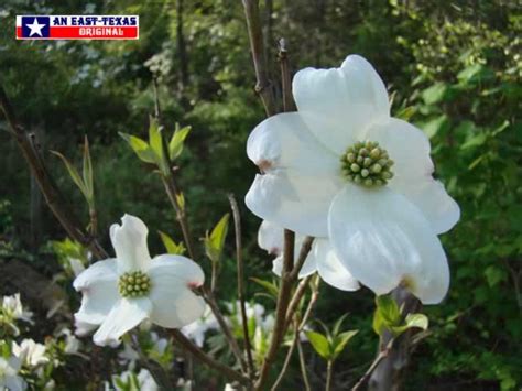 East Texas Flowers Trees Dogwoods Daffodils Wildflowers Photographs