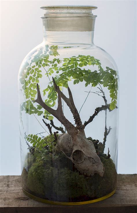 Terrarium Design Jihanshanum