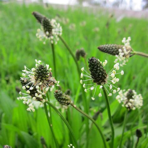 Ribwort Plantain Plantago Lanceolata Wild Wales Seeds