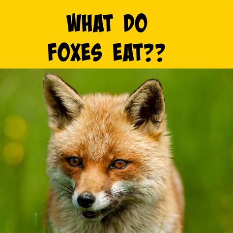 Understanding What Red Foxes Eat Diets Through The Seasons Squirrels