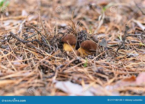 Beautiful Edible Mushroom In A Pine Forest Stock Photo Image Of Flora