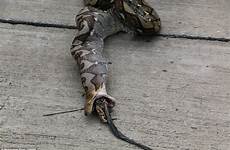 python two roosters chew 10ft snake throat prize than off nicknamed chomps fatty worth down stuck they thailand bit got