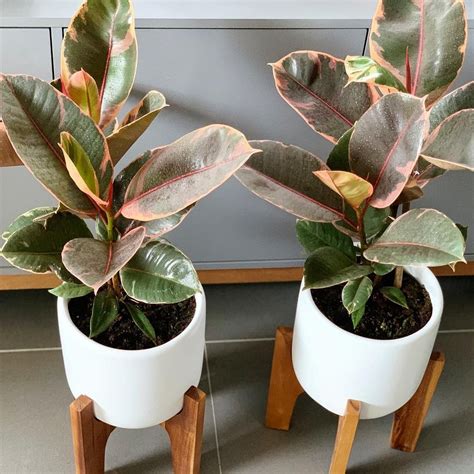 Indoor self watering herb planter: 65 Best Indoor Plants For Apartments 2020