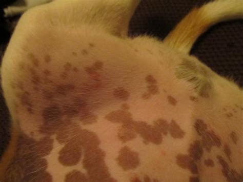 3 Months Old Puppy With Skin Rash Pimples
