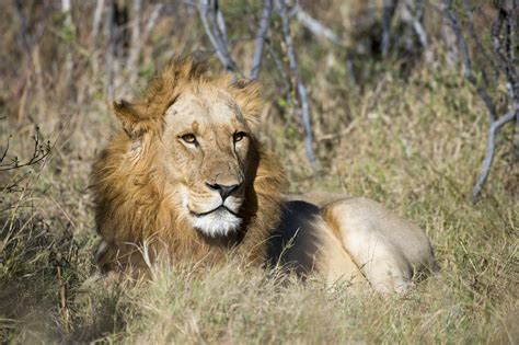 Cecil The Lion Photo Tours — Photo Tours