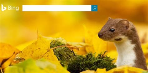 Microsofts Bing Search Business Increases By 15