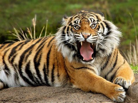 The Javan Tiger Panthera Tigris Sondaica Is An Extinct Tiger