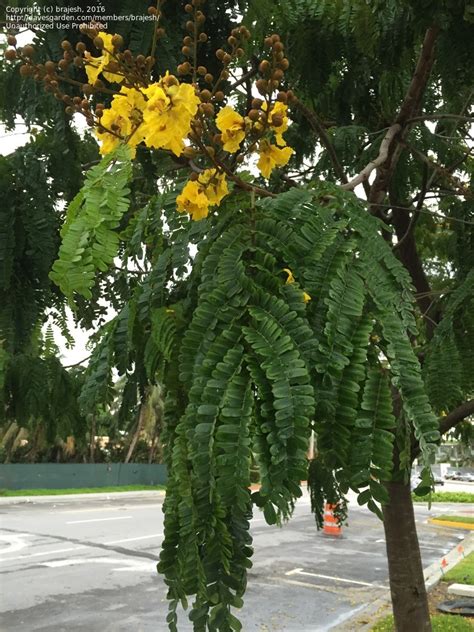 Plant Identification Closed Tree With Yellow Flowers And Insect Wing