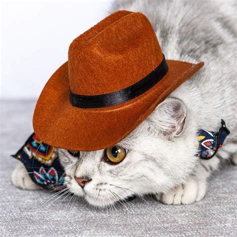 Cat In Cowboy Hat Ubicaciondepersonascdmxgobmx