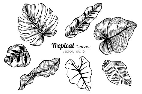 Collection Set Of Tropical Leaves Drawing Illustration 416028 Vector