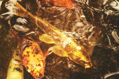 Gold Wallpaper Koi Fish For Free Myweb
