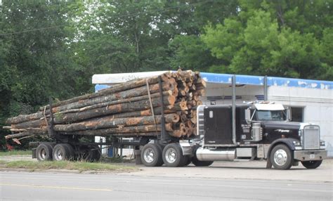 Giant East Texas Timber Photograph By Donna Wilson Pixels