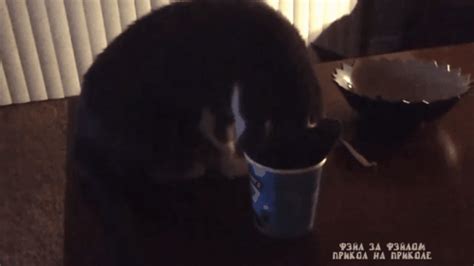 Cat Eats Ice Cream Boing Boing