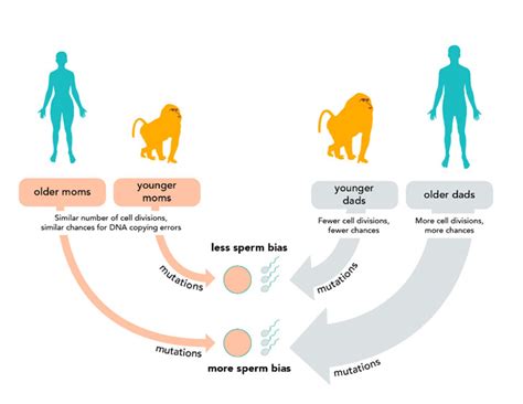 The Causes Of Mutations Understanding Evolution