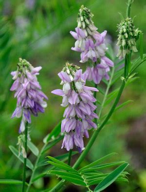 Metformin is a medication derived from the herb galega officinalis (french lilac, also known as goat's rue or italian fitch) and has been used as a traditional botanical (tea infusion) for over 3,000 years to. Galega officinalis | Claire Austin