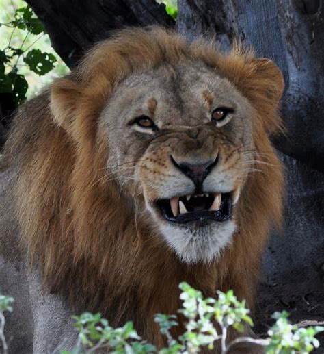 Hugh and Kathy: Ever had a lion smile at you?
