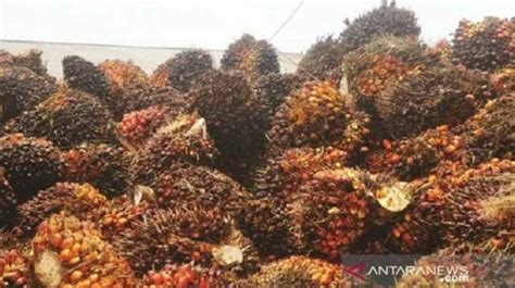 Harga Tandan Segar Kelapa Sawit Anjlok Dalam Sepekan Apa Penyebabnya