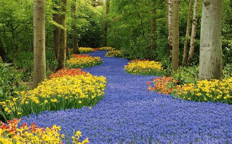 River Of Flowers Keukenhof Wallpapers Images Photos Pictures Backgrounds