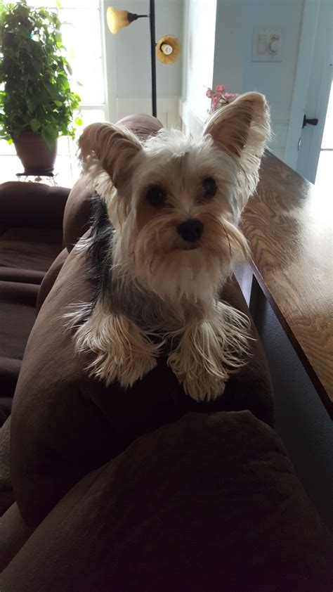A workplace for the conduct of scientific research. YorkiePoo Puppies For Sale | Jacksonville, NC #308721