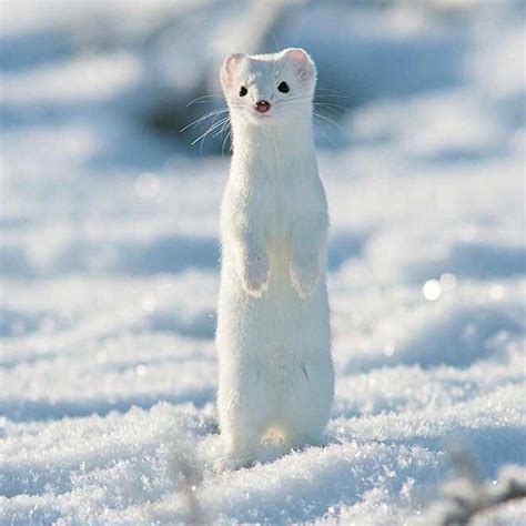 Earth Image 🌎 On Instagram White Short Tailed Weasel Photo By Lauri