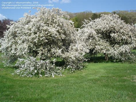 Plantfiles Pictures Flowering Crabapple White Cascade