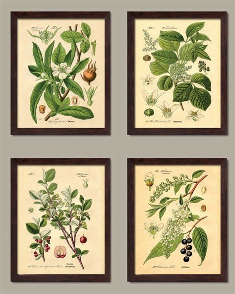 Popular Old Fashioned Plant Botanical 4 Piece Graphic Art Print Set