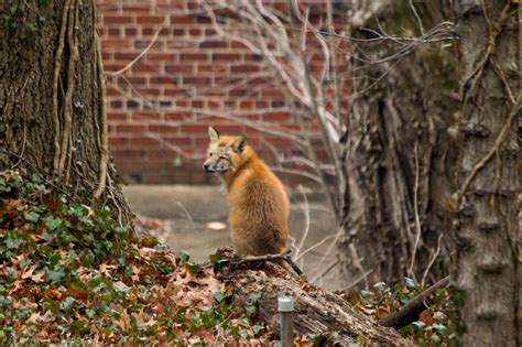 Mangy Fox Annandale Virginia Photographs And Such
