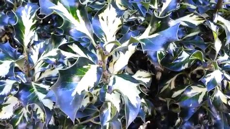 Holly is dioecious, meaning that its male and female plants occur on separate trees. Ilex aquifolium variegata holly tree - English holly ...