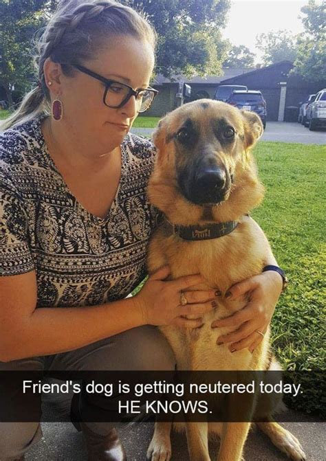 40 Memes About Dogs Funnyfoto Page 11
