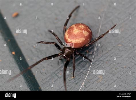 False Widow Spider Steatoda Grossa Penzance Cornwall England Uk
