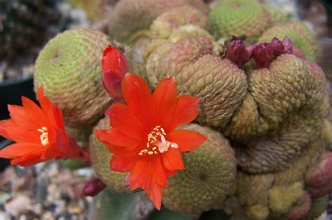 Oregon Cactus Blog Rebutia Krainziana Normal And Crested