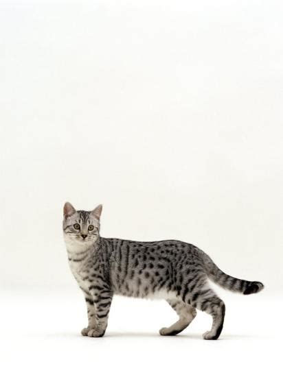 Domestic Cat 5 Month Silver Spotted Shorthair Male Standing With