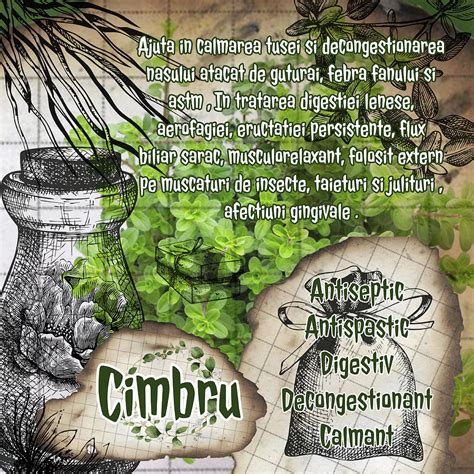 Cimbru Herbal Vintage Page Photograph By Ana Naturist Fine Art America