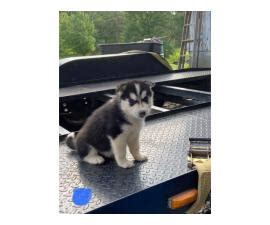 The dog is a familiar family pet and still used by their owners as a for sale are chunky american amita x siberian x malamute puppies. 5 Husky puppies for sale in Atlanta, Georgia - Puppies for ...