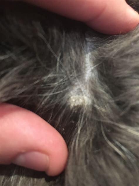Black Crusty Spots On Dogs Skin