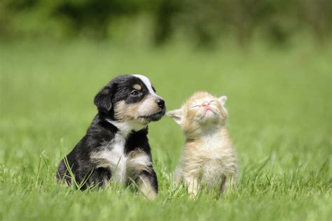 Raising A Kitten And Puppy Together Animals Momme