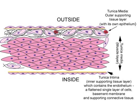 Circulatory System The Histology Guide