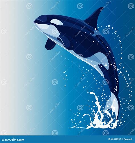 Killer Whale Vector Illustration 28587448