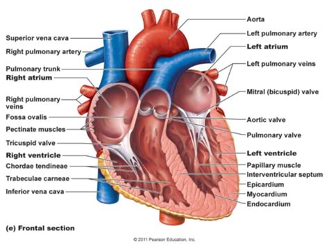 Mitral Valve Disorders Flashcards Quizlet