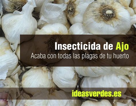 Este Insecticida Casero Con Ajo Acabara Con Todas Las Plagas De Tu Huerto