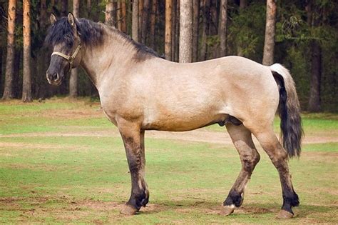 Vyatka Stallion Sobor Vyatka Is A Very Old Breed That Originates