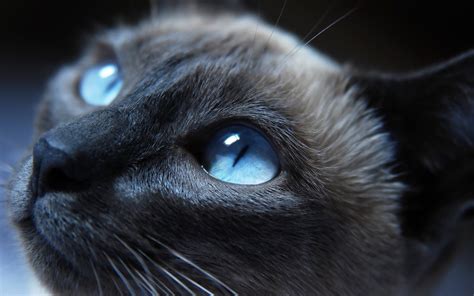 Legado Los Mus Gato Negro De Ojos Azules Regularmente Tibio Es Bonito