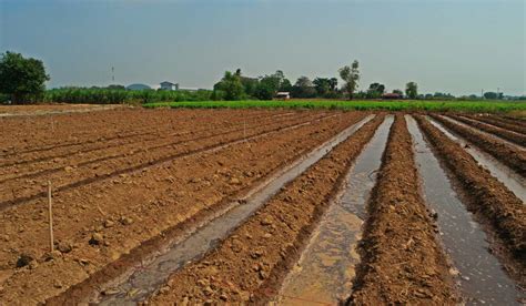 Furrow Irrigation Benefits And How To Apply