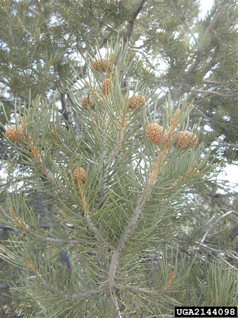Singleleaf Pinyon Pinus Monophylla