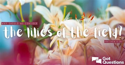 Why Should We Consider The Lilies Of The Field Matthew 628