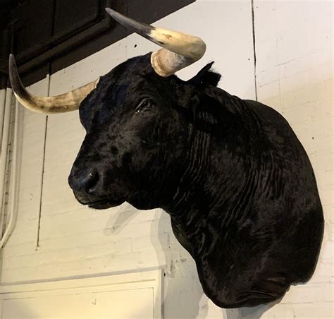 Exclusive Piece Of Taxidermy Spanish Bulls Head At 1stdibs