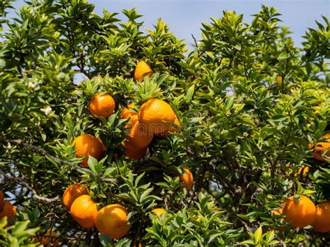 California Orange Mature On The Tree Stock Photo Image Of Orange