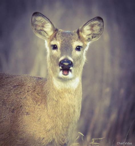 Loveable Whitetail Photograph By Chad Vidas Fine Art America