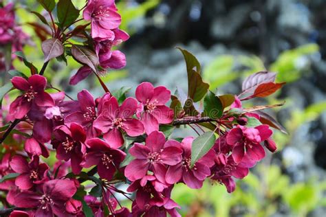 Dark Red Crabapple Blossoms Malus Royalty Stock Photo Image Of Flora